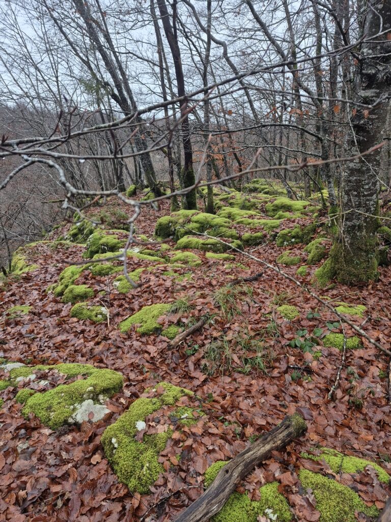 Randonnée et repas de fin d'année - 25 novembre 2025 7 20251125 103659