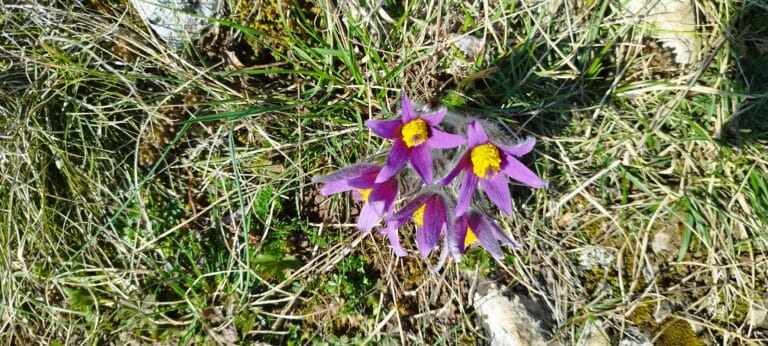 10 Anemones pulsatilles