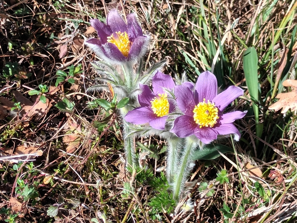 5 Anemones pulsatilles